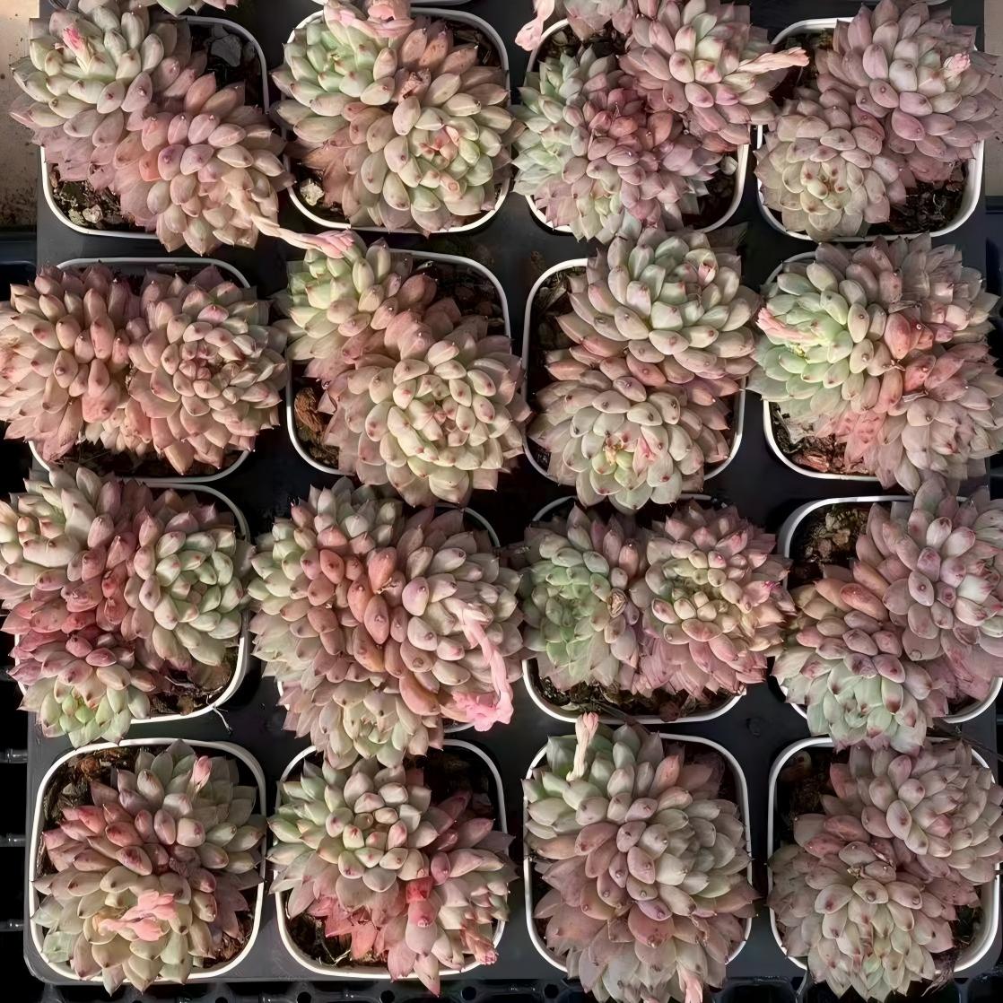 18279 ルージ　バットン