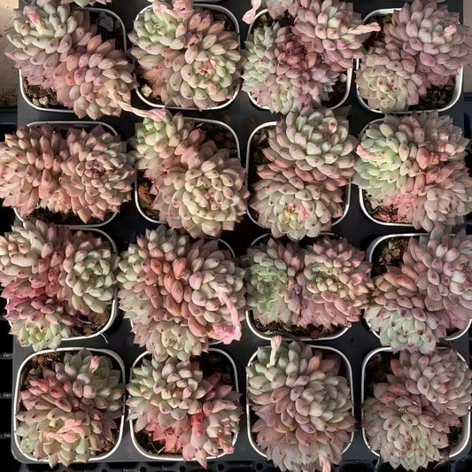 18279 ルージ　バットン