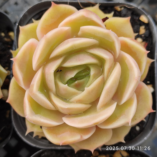QN295 オウンスロー(6.5 cm pot)