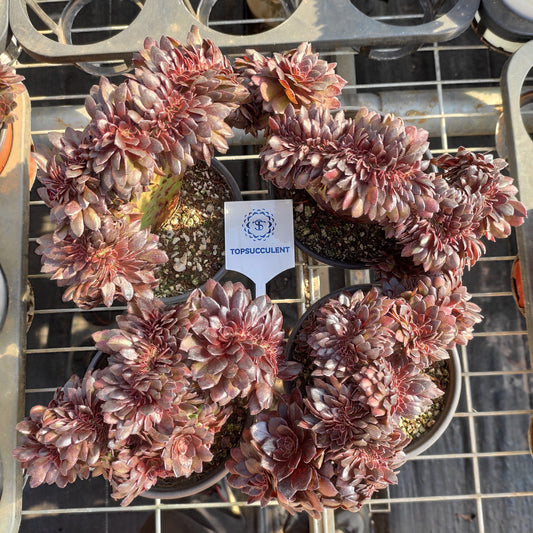 21309 ブラック　ビューティー綴化