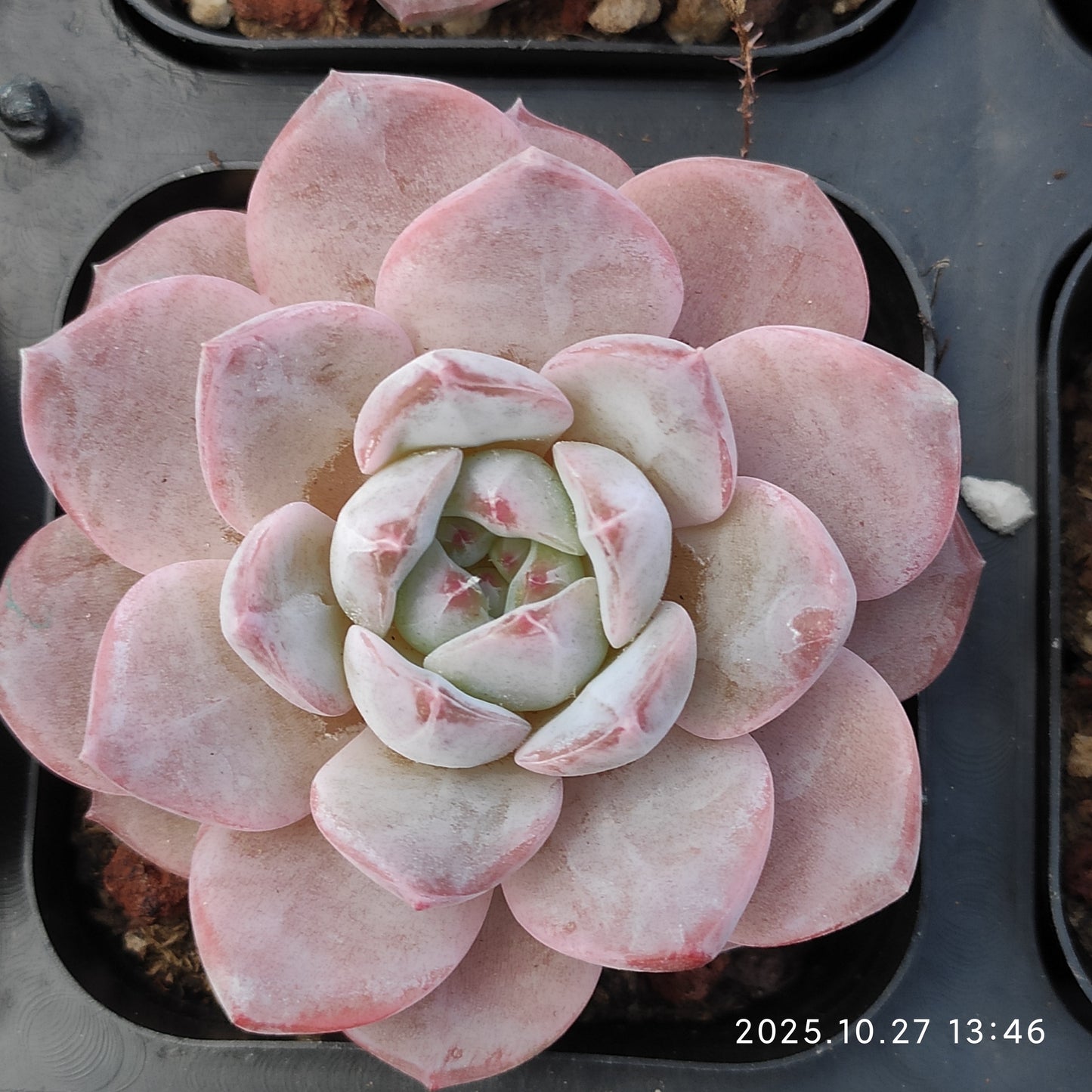 HG131 モンローHyb（7cm pot）