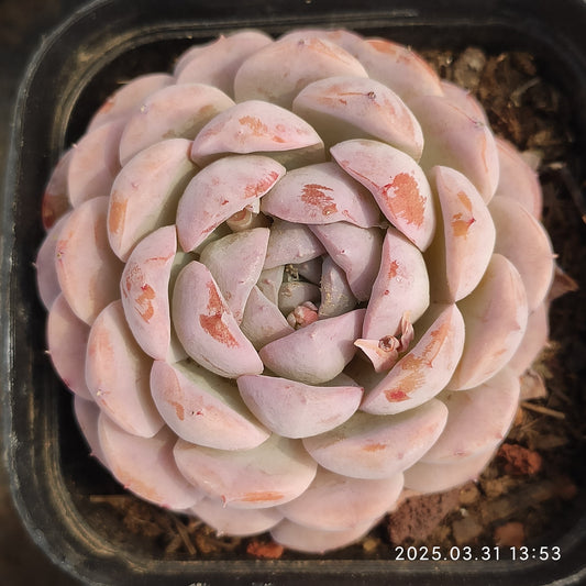 DWZ216 スノーフェイス (5.5cm pot)
