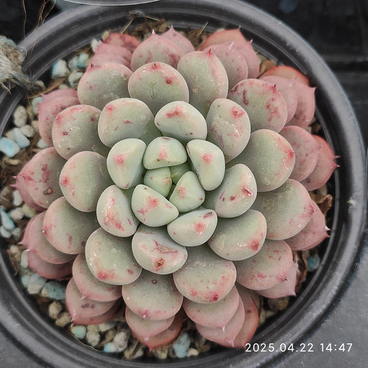 MMY850 スノーピーチ（9cm pot）