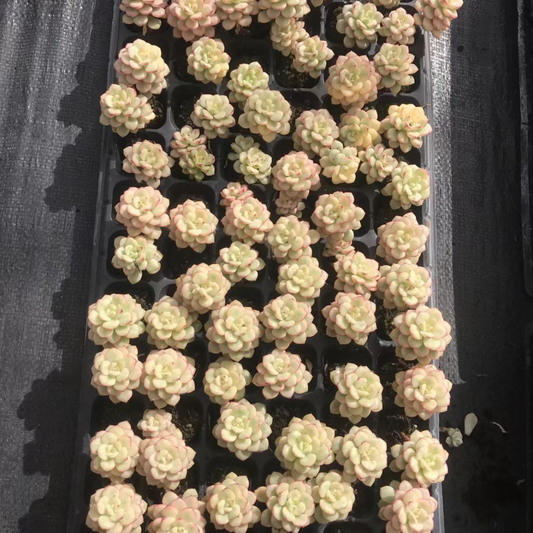 23372 タンゴ 錦（3cm pot）（ポット苗）