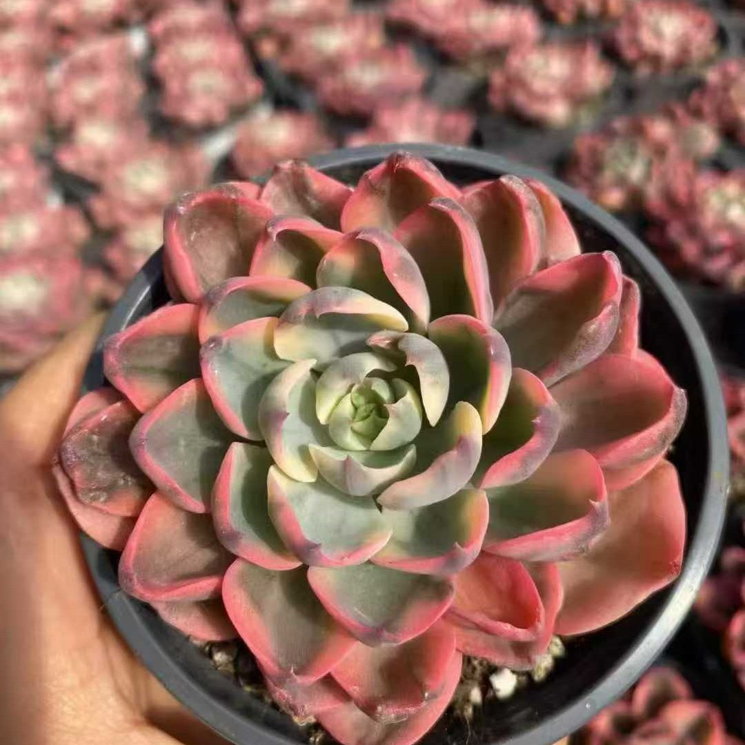 23617 レーン錦（9cm pot）