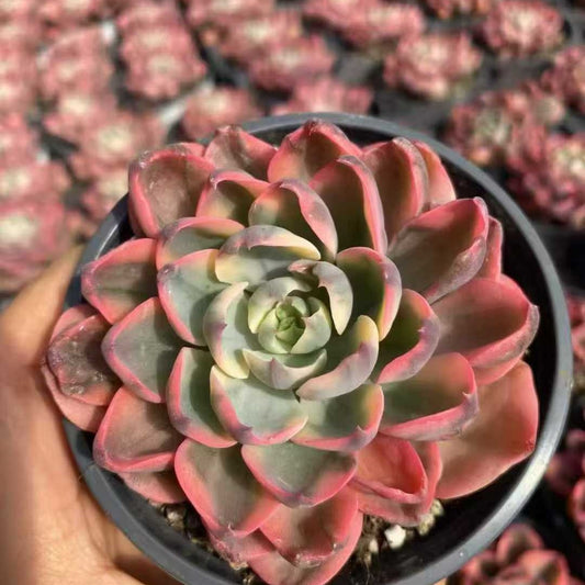 23617 レーン錦（9cm pot）