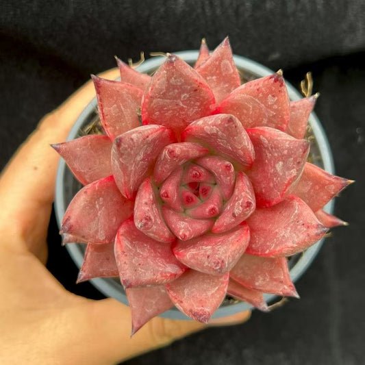 BL1888 ロメオ（9cm pot）