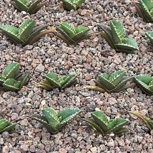MH294 アガベ　チタノタ　巨歯鯊（5cm pot）