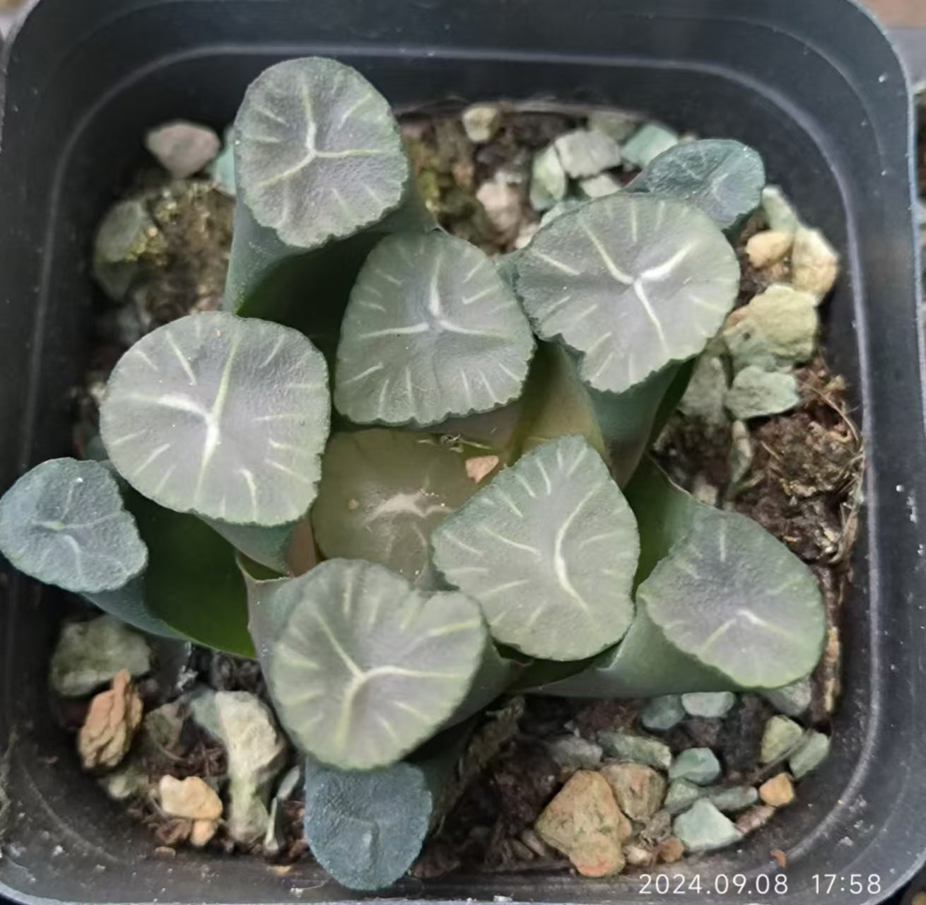 13183 ハオルチア マウガニー フォスル