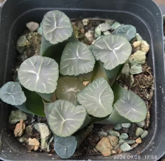 13183 ハオルチア マウガニー フォスル