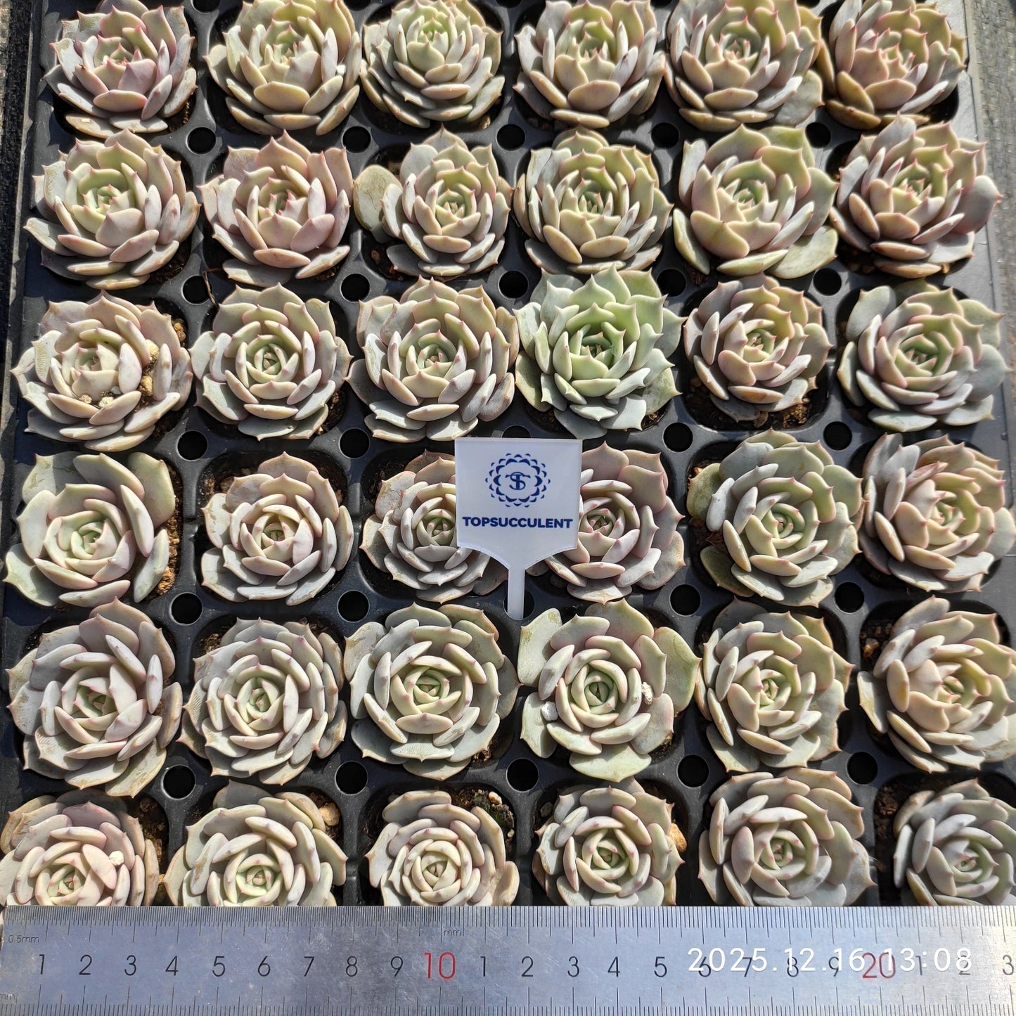 23704 ローラー（3cm pot）