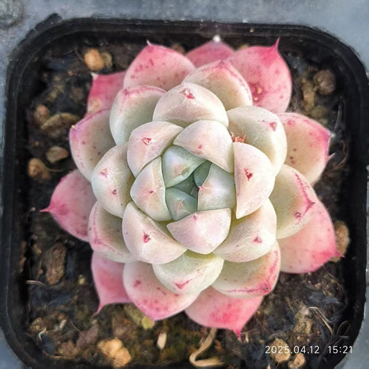LG685 ドリームスーツ(6.5cm pot)