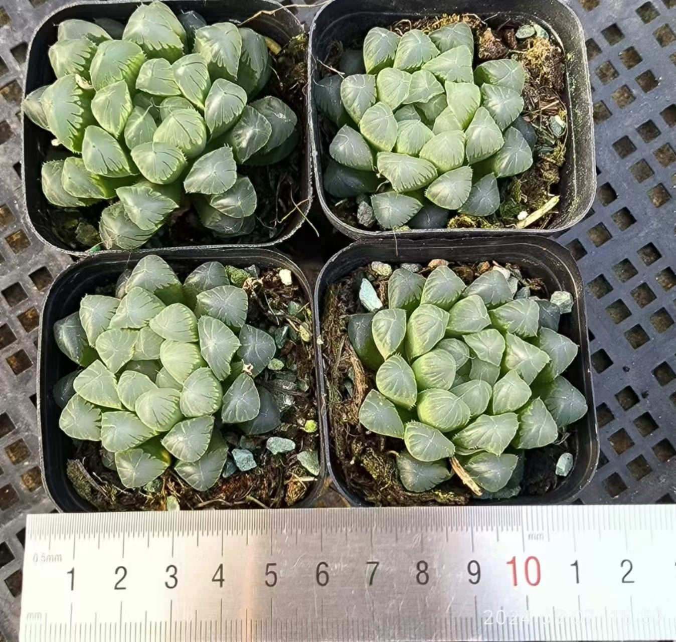 13134 アイスランタン