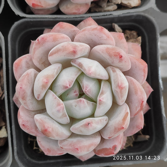 16509 オレンジモンロー（7cm pot）