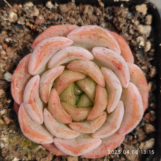 WWA348 アイスクリスタル（氷の結晶） （5.5cm pot）