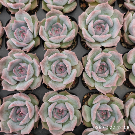 RC076 ピキャッチュー（3cm pot）