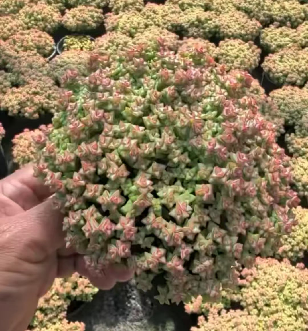 23416 クラッスラ　ルペストリス