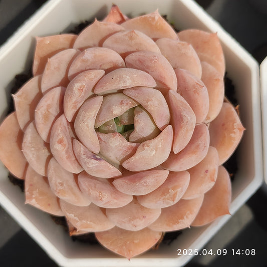 YBB190 アメイジンググレイス（7cm pot）