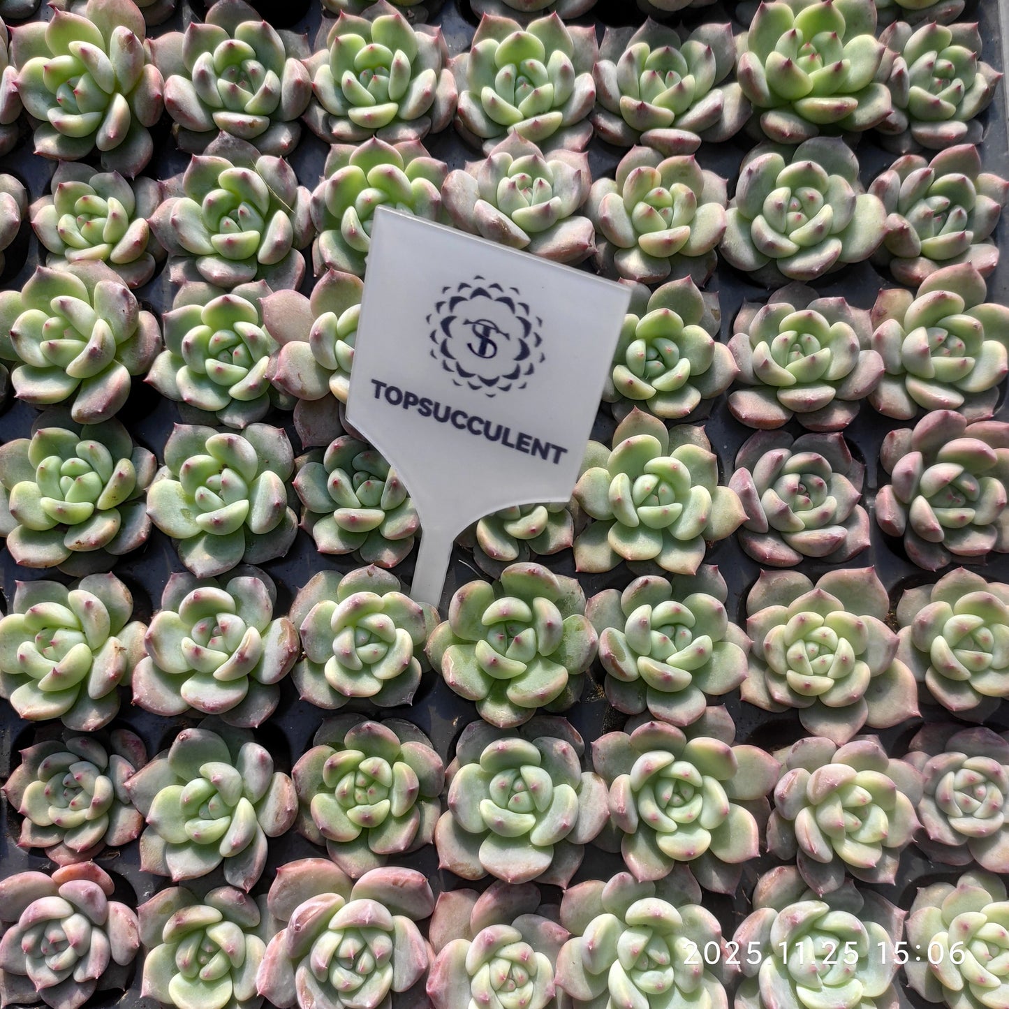 220621 ラブバードズHyb（3cm pot）（ポット苗）