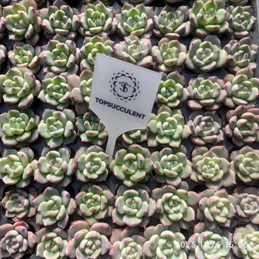 220621 ラブバードズHyb（3cm pot）（ポット苗）