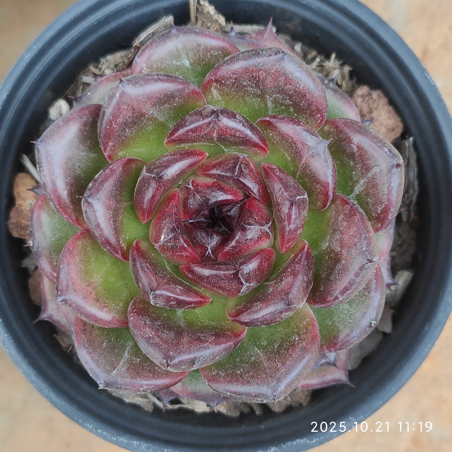 MMY1183 アイスランディック　コフィー（9cm pot）