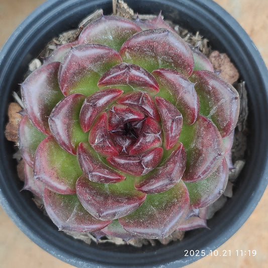 MMY1183 アイスランディック　コフィー（9cm pot）