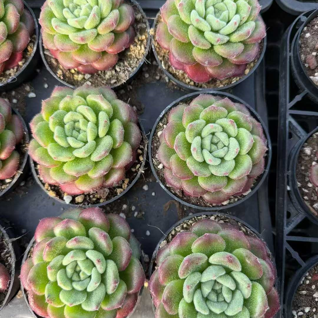 23623 キャロル（9cm pot）