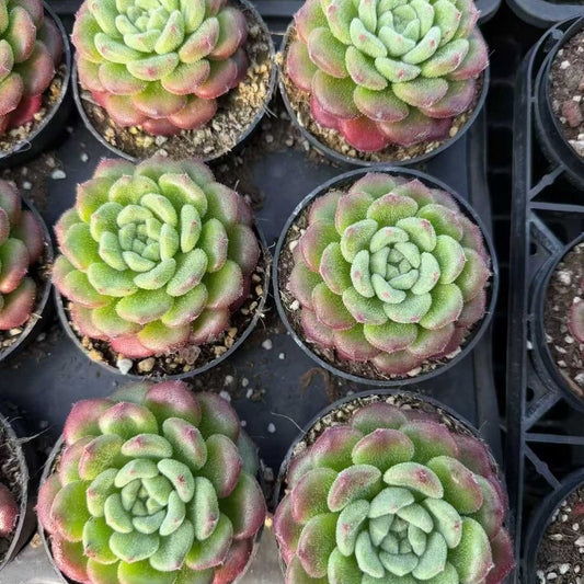 23623 キャロル（9cm pot）