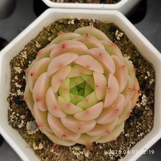 DQ069 ベンバディス x マルガン （7cm pot）