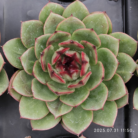 MMT843 ジェニーHyb（9cm pot）