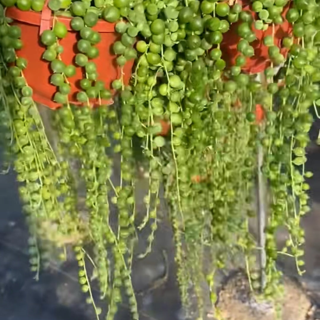 23007 緑の鈴 セネシオ