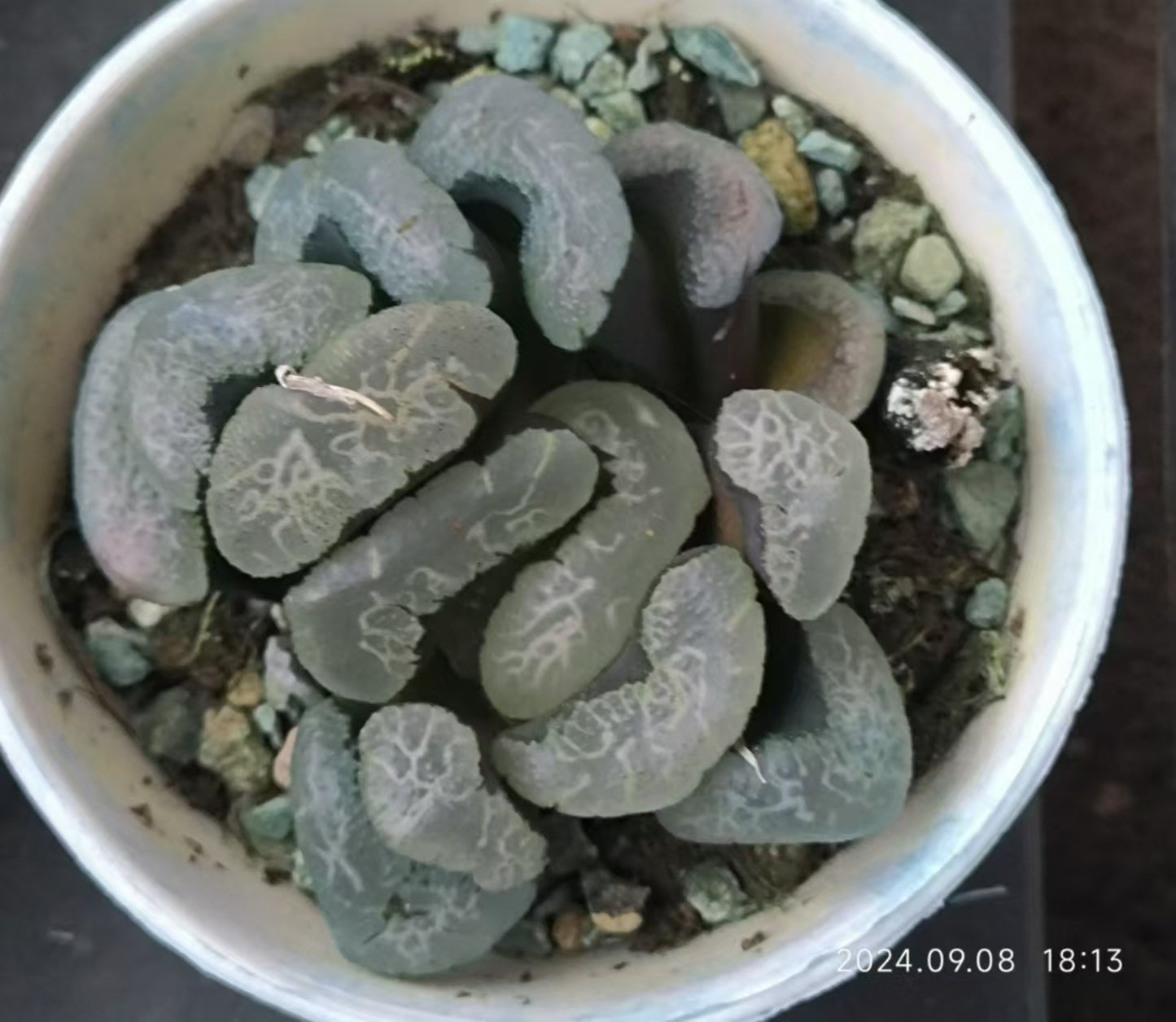 13219 浮藻ウキモ（8cm pot）