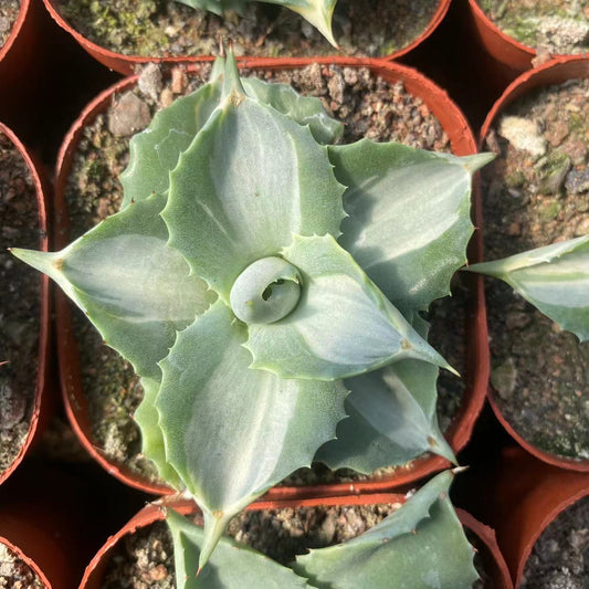 ZL301 王妃雷神 白中斑（7cm pot）