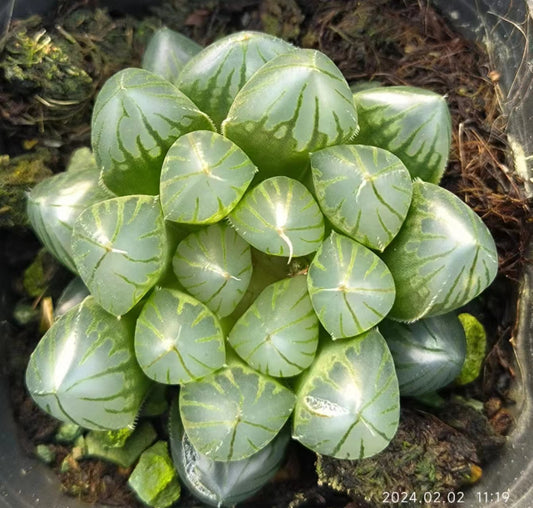 1400 ブラックオブツーサ（6.5cm pot）