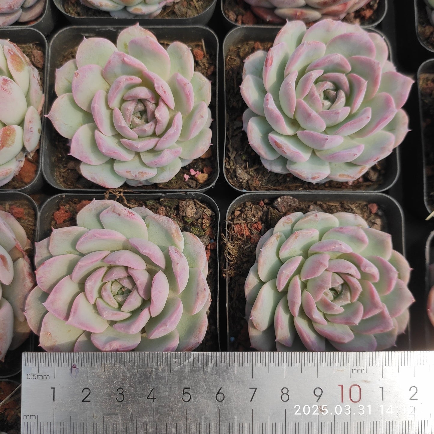 DWZ178 モンロー Hyb（6cm pot）