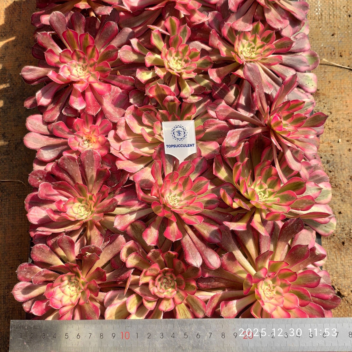 3463 アエオニウム ガーネット