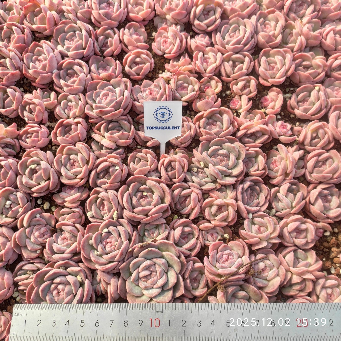 23027 アメージング　グレースHyb（ポット苗）