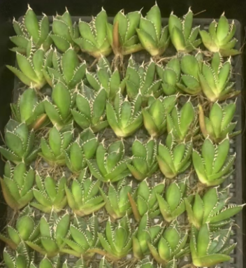 MH631 アガベ チタノタ 南アフリカダイヤモンド(5cm pot)