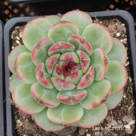 21901 スノーフレーク　ジェニーHyb（14cm pot）