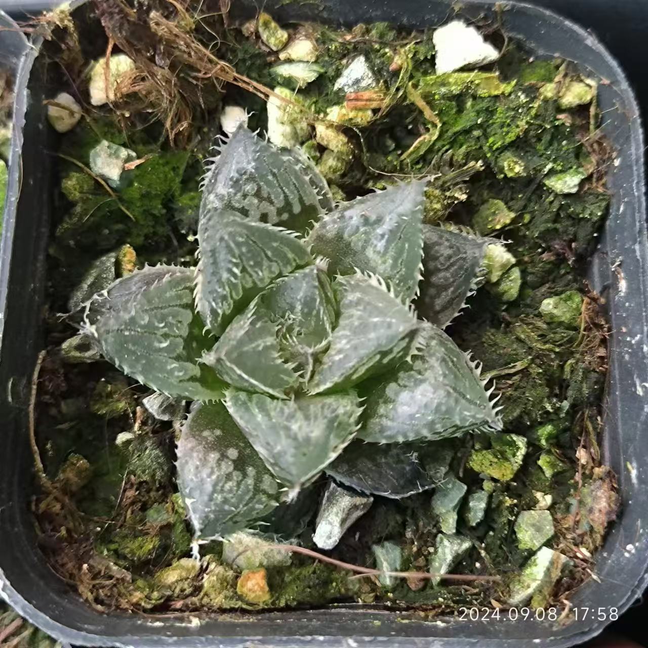 13184 ハオルチア 魔剣 hyb