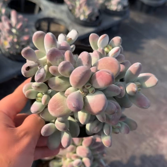 25340 オービキュラータ