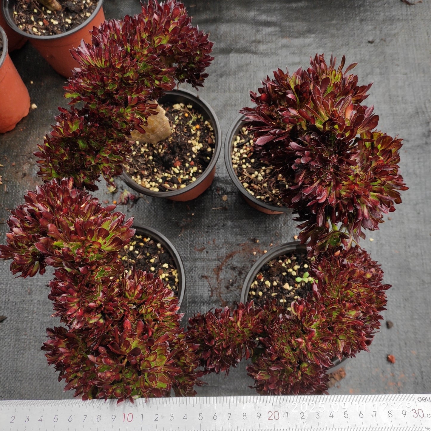 THH039 アエオニウムアルボレウム綴化（15cm pot）