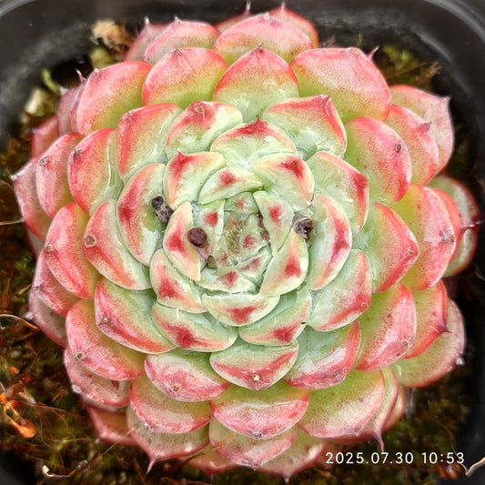 QN378 ブルーミニマ（7cm pot）