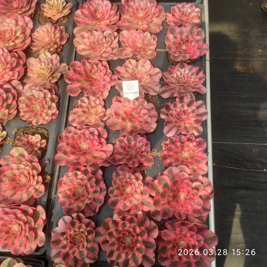 360447 アエオニウム　ゴージャス