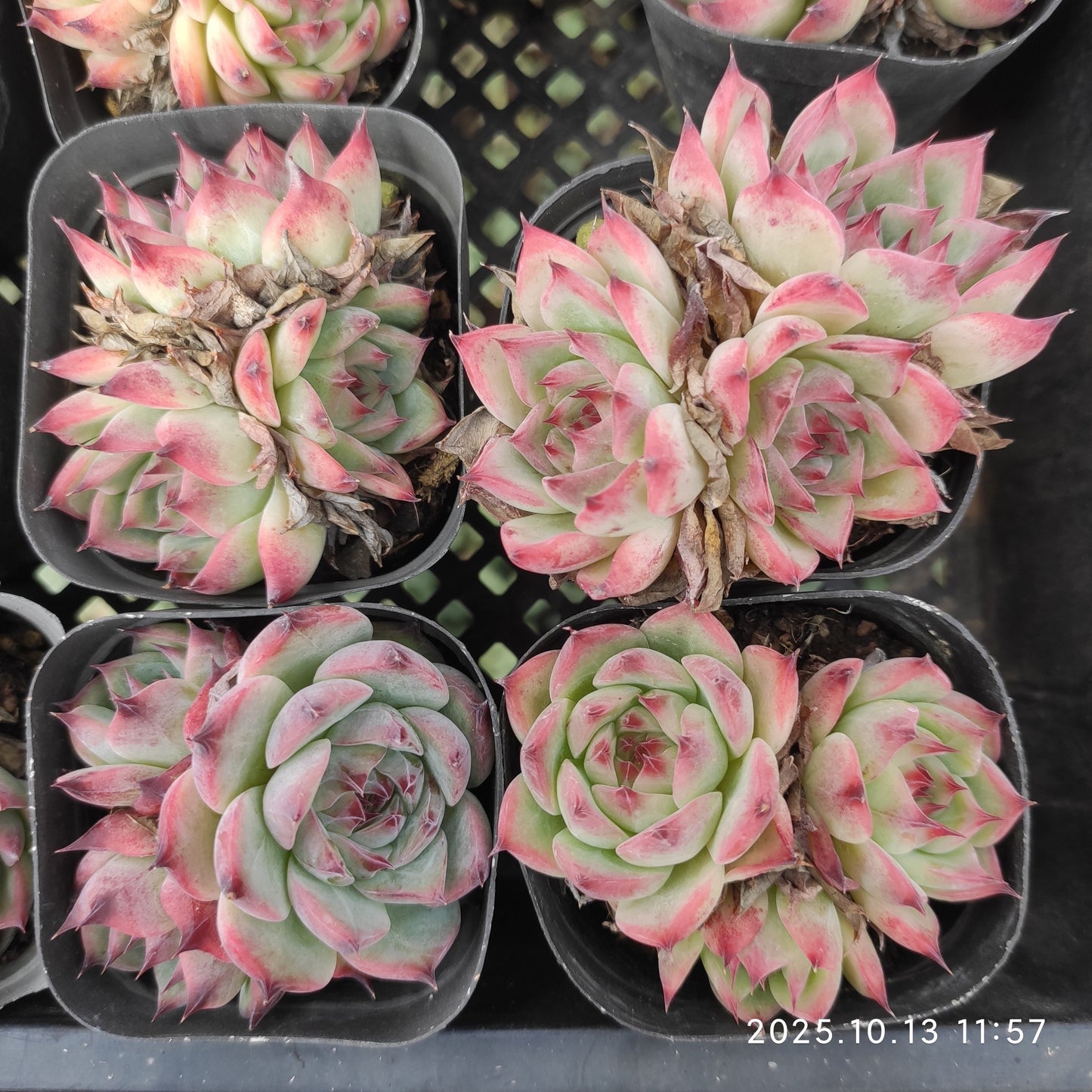 20080 コロラータ（6.5cm pot）