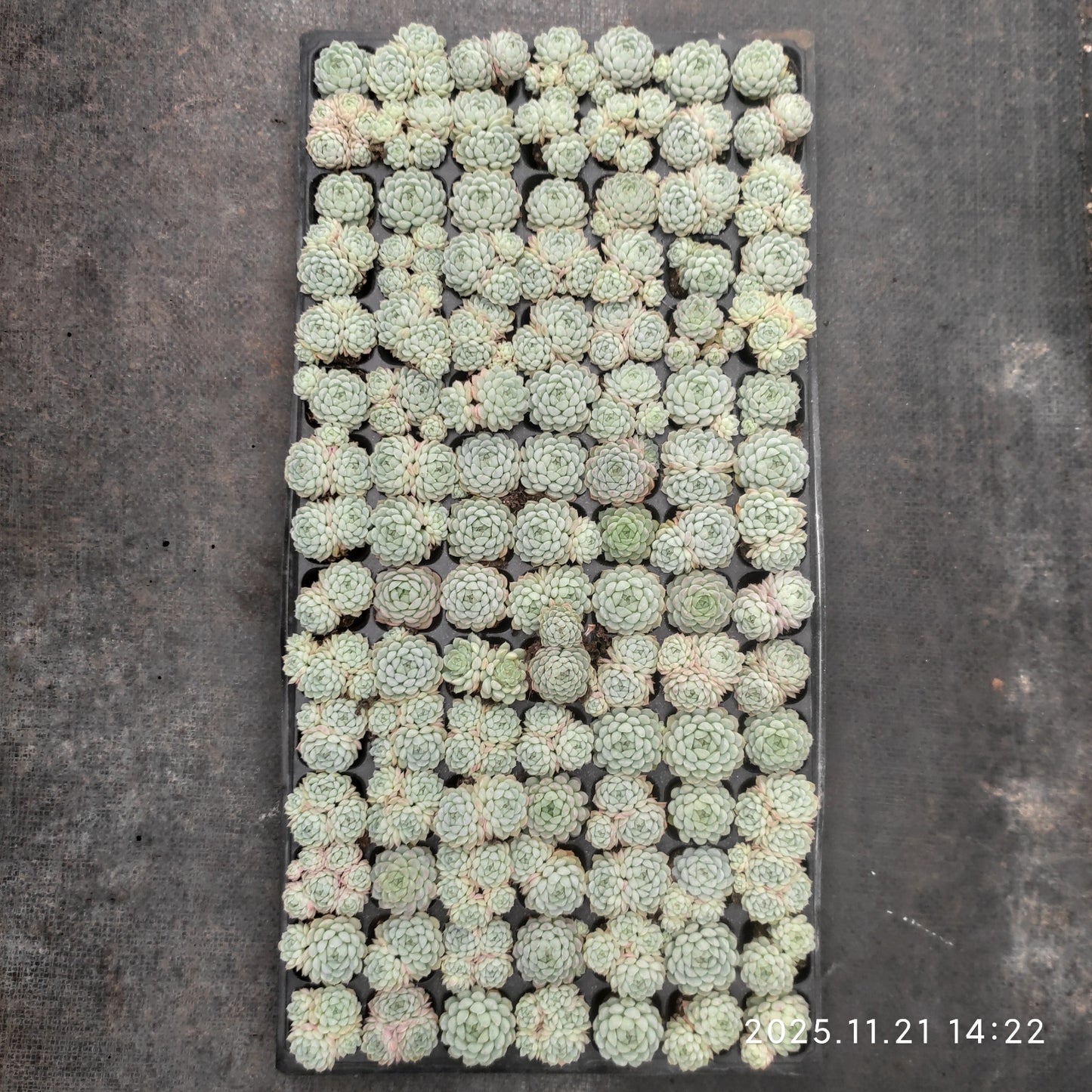 22122  ボールオブファット（3cm pot）（ポット苗）