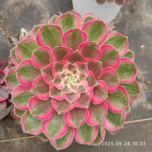 ON662 ピーコック　フェザーズ（17cm pot）