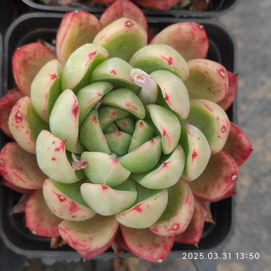 DWZ054 グリーンアピアランス (6.5cm pot)