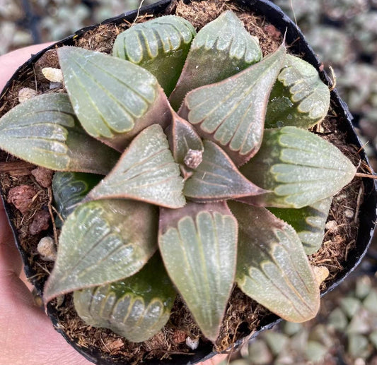 CS132 美鳳ビホウ (7cm pot)