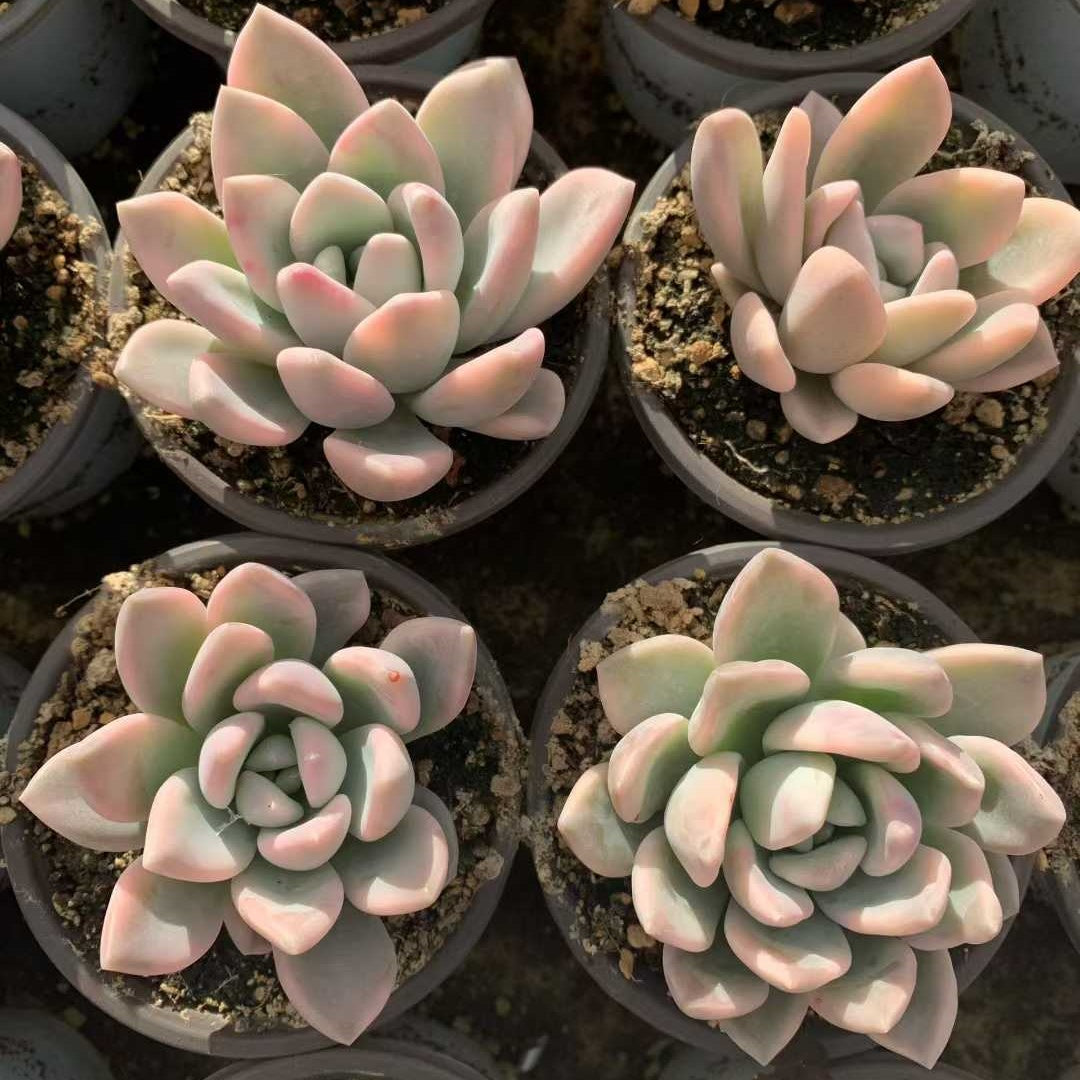 26230 オパリナ錦